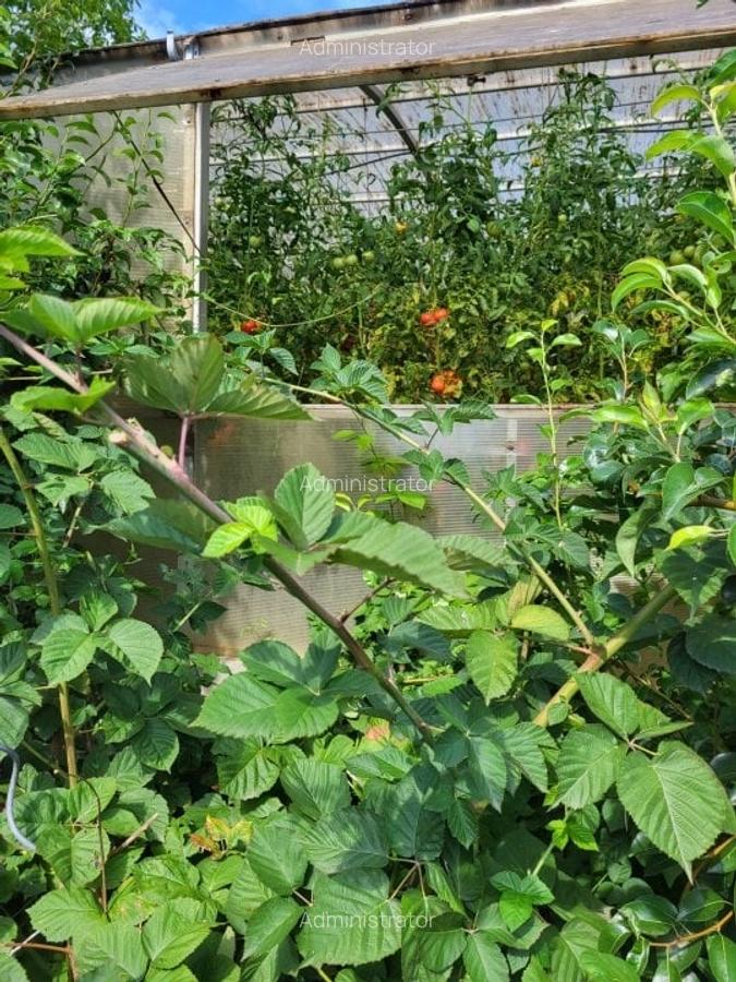 Refugiu verde în Snagov – Confort, spațiu și independență - 10