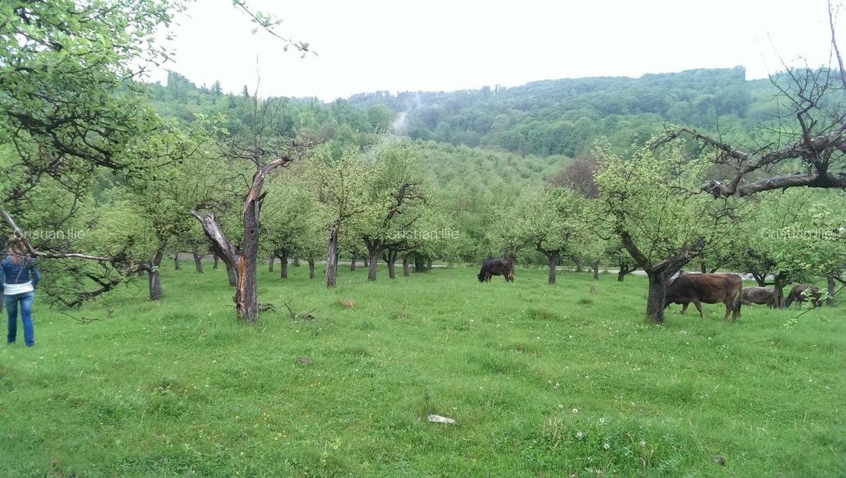 Vand Teren Livada 7.2 hectare - 4