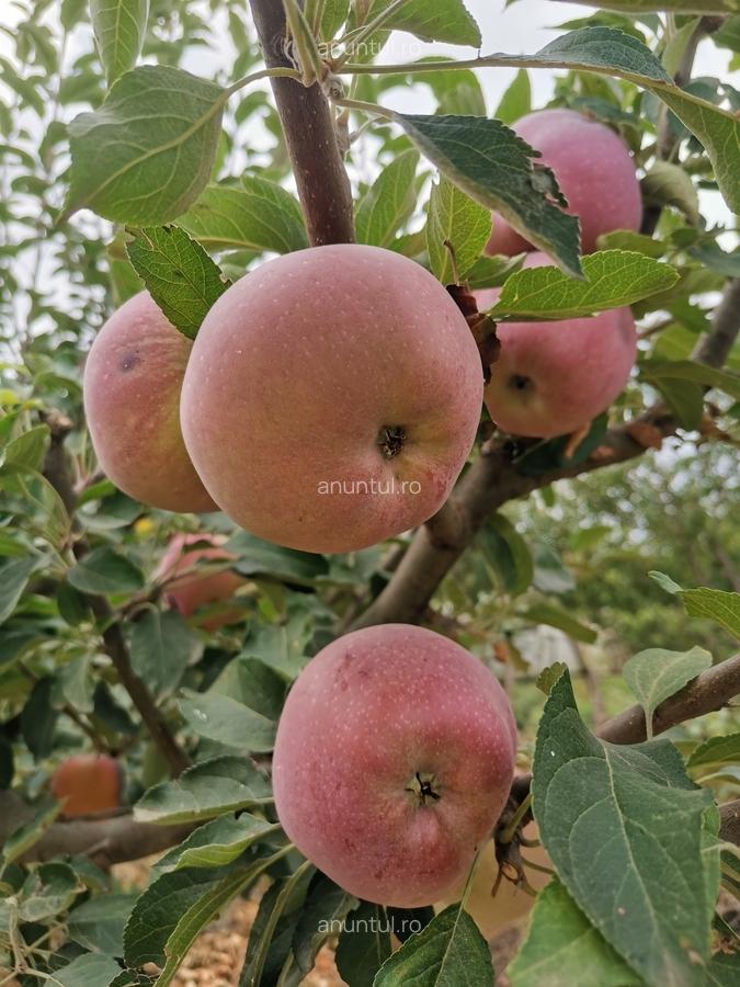 Cosereni, Ialomita - 5