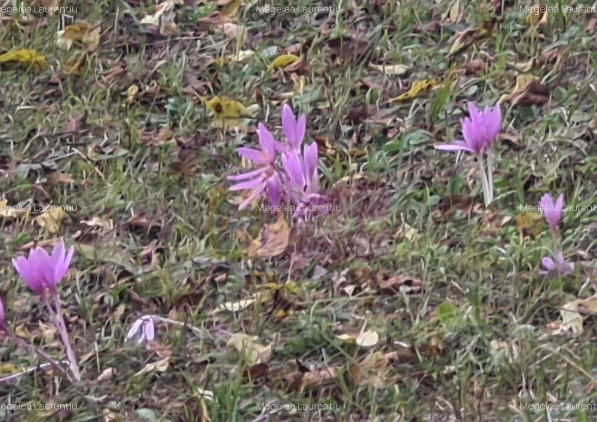 Casa batraneasca cu teren (4.910 mp) la Alunis - 10