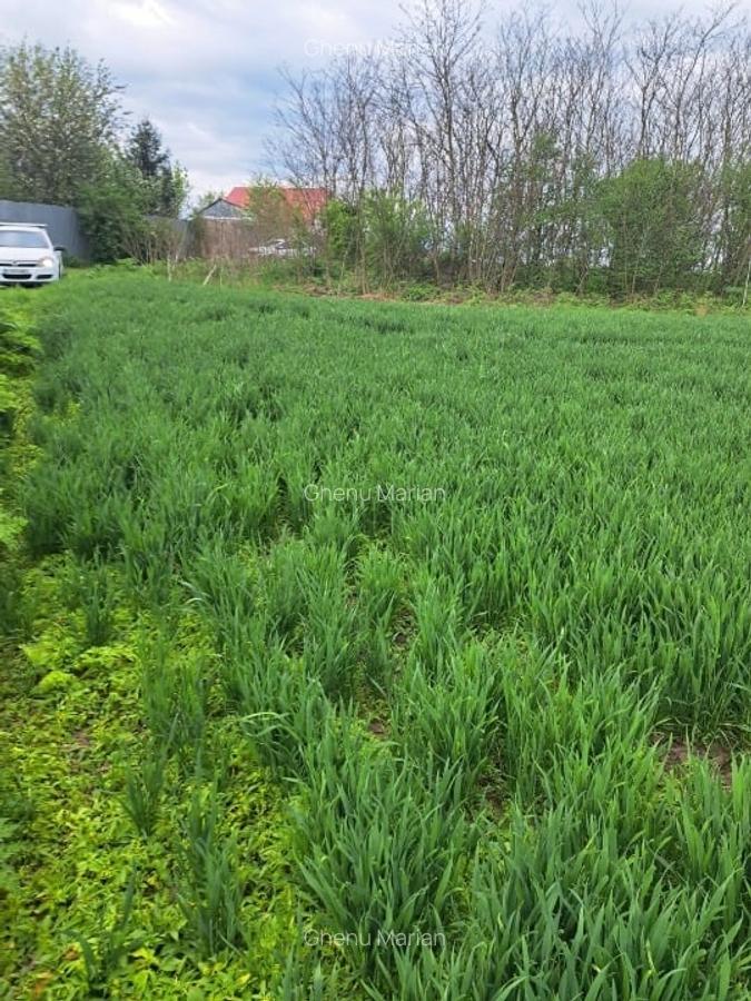 Teren intravilan Frumusani - 2