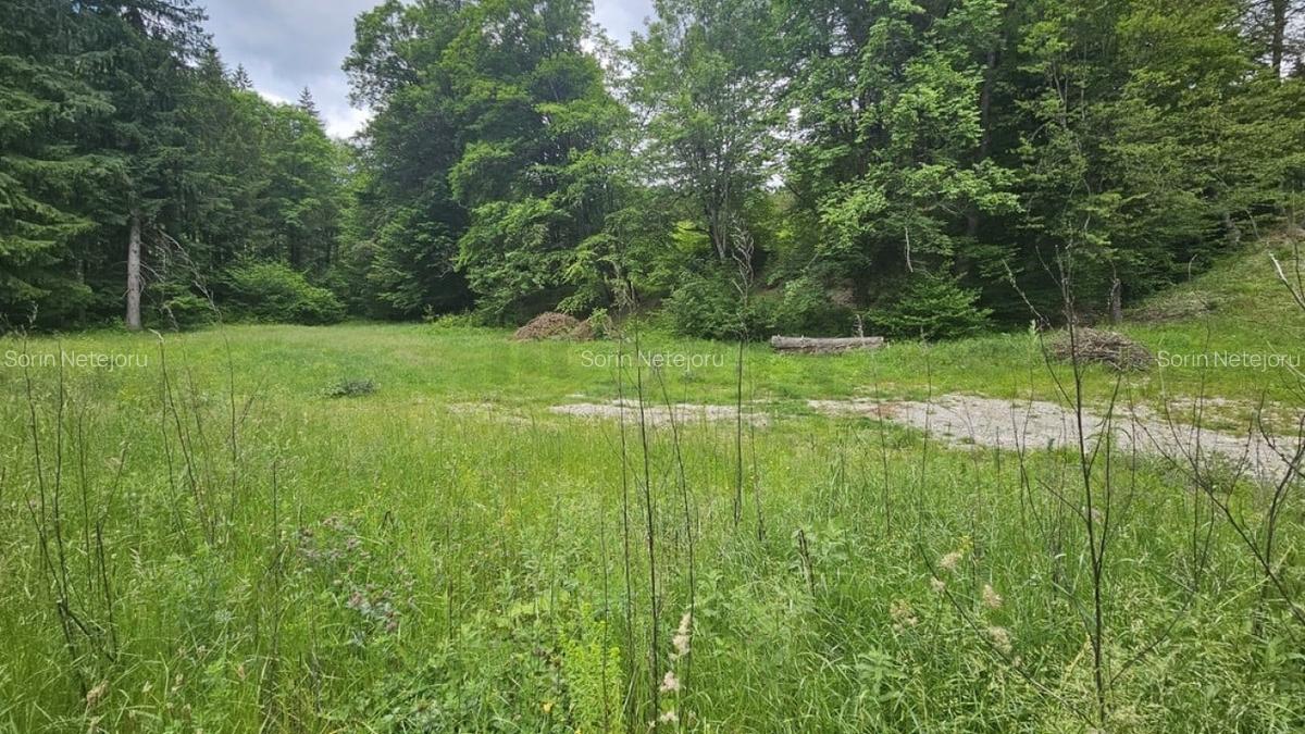 Teren Construcții intravilan de 7546 mp, în Valea Doftanei - 4