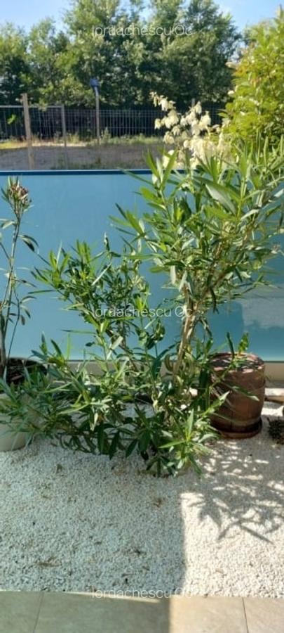 APARTAMENT CU 2 CAMERE DE INCHIRIAT - MAMAIA NORD - 15