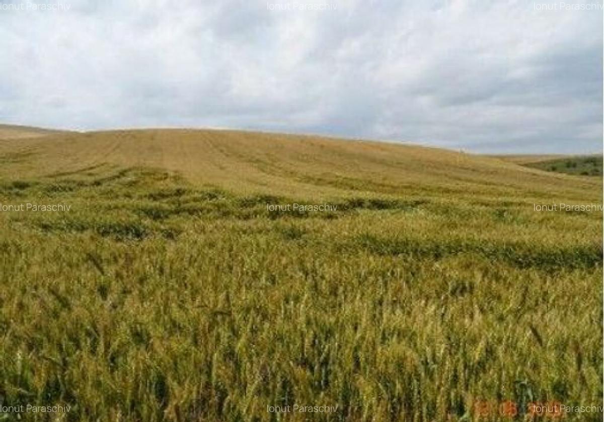 Teren extravilan Oltina, cota parte 1/2, ID: R2610910 - 4