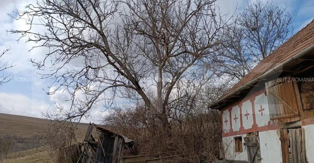 Casa veche cu teren generos de 5.300 mp oportunitate de - 3