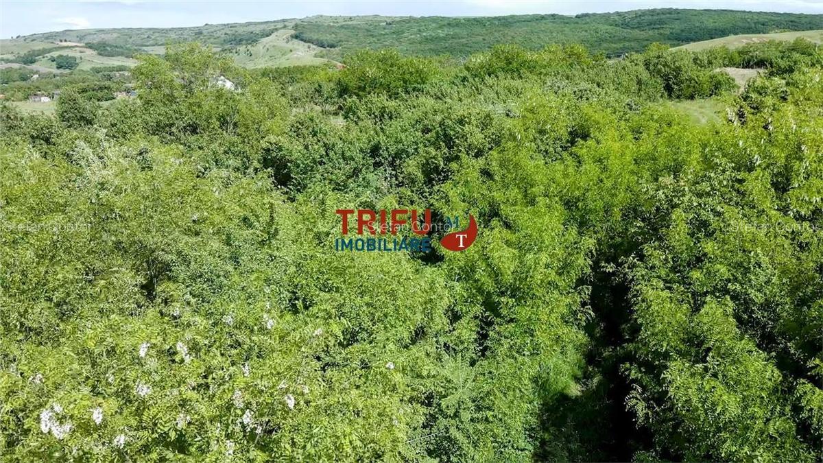 Teren intravilan 4600mp in Oarda de Sus - 5