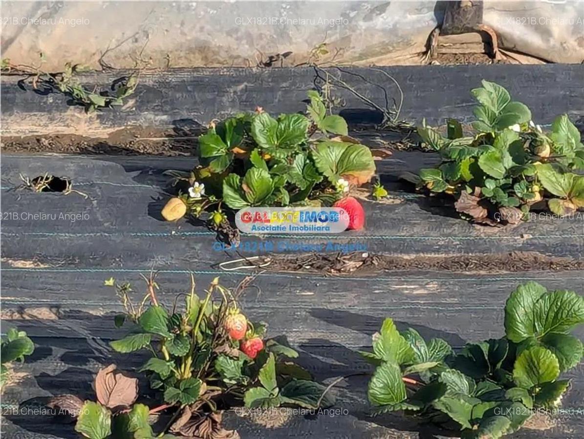 Adunatii Copaceni vila P+1 ,5 camere,suprafata 165 mp, teren 1300 mp - 15