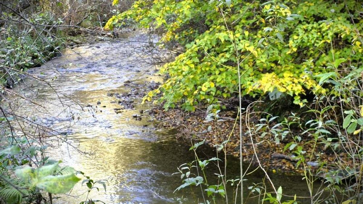 Casa cu teren 3000m2 intravilan - 6