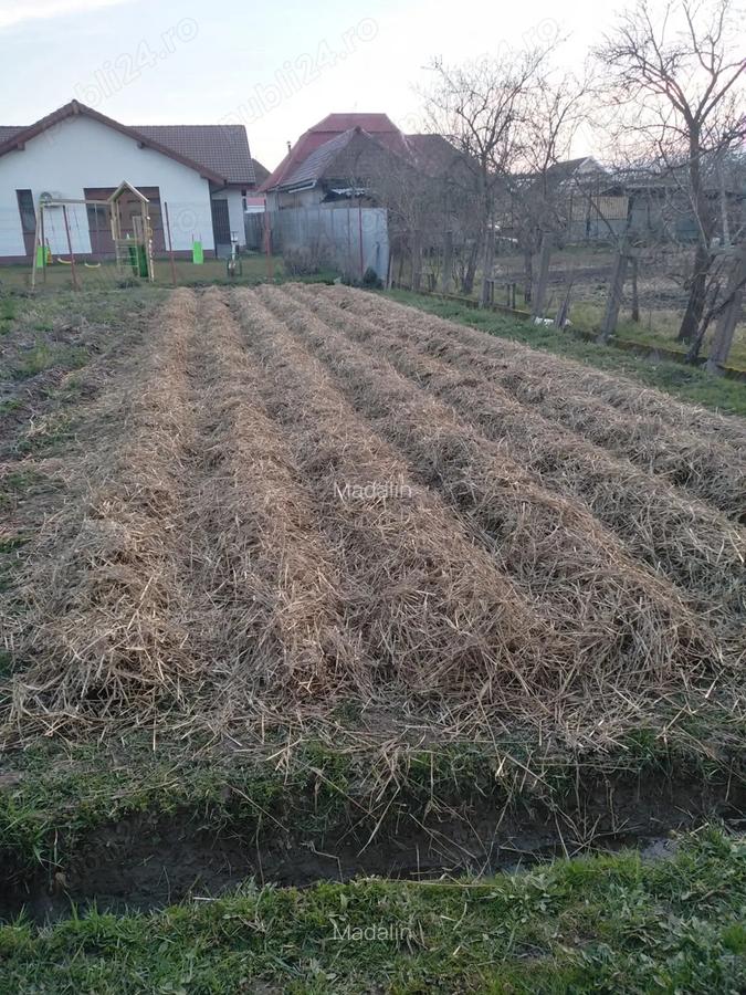 Casa 4 camere Petid,judetul Bihor - 10