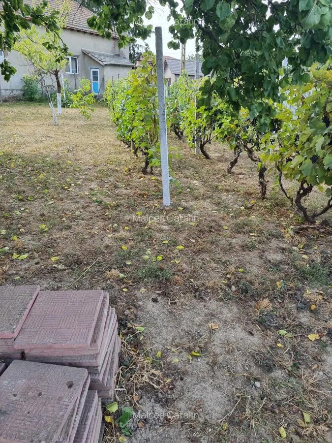 Vand schimb casa aproape de Dunare, muntii Macinului, zona viticola - 3