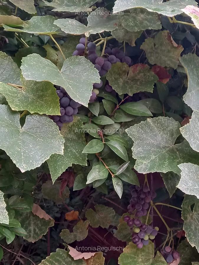 De vanzare casa batraneasca cu teren generos in Poiana Golului Re?i?a - 5 De vanzare casa batraneasca cu teren generos in Poiana Golului Re?i?a - 5