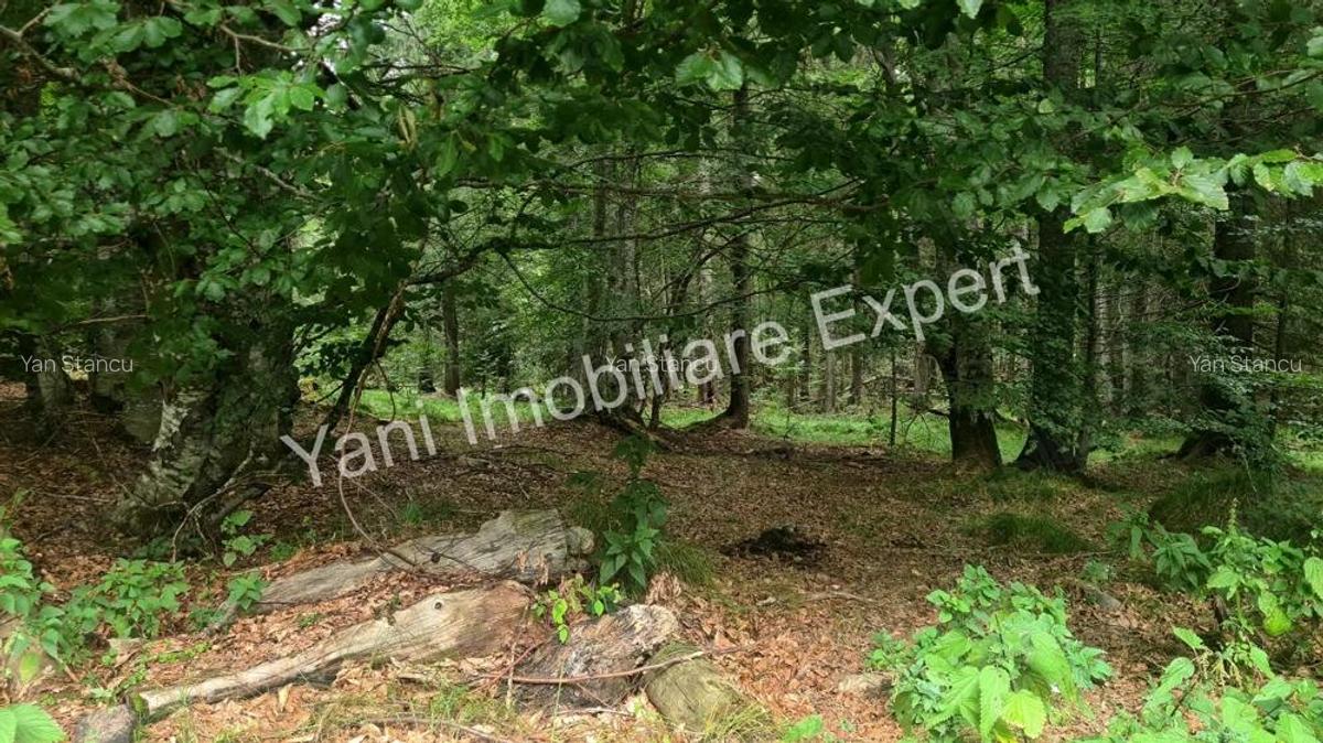 Teren de vanzare in apropiere de Transfagara?an ?i Valea Valsanului. - 18