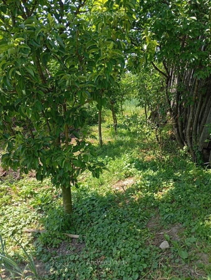 Casa de vanzare in Sacel - 2 corpuri locuibile, 3 bai, gradina, teren generos - 15