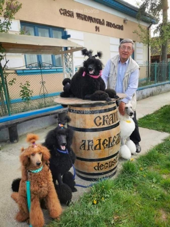 Casă cu teren generos – Mădăras, județul Satu Mare - 8