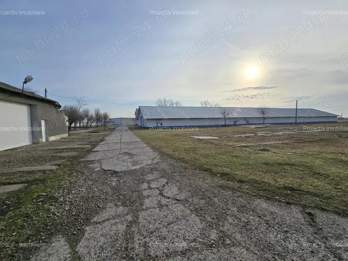 Oportunitate investitie! Fosta ferma CAP, Jud. Braila! - 12