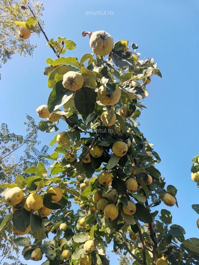 Cosereni, Ialomita - 16