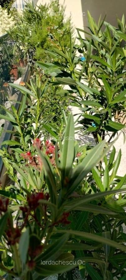 APARTAMENT CU 2 CAMERE DE INCHIRIAT - MAMAIA NORD - 13