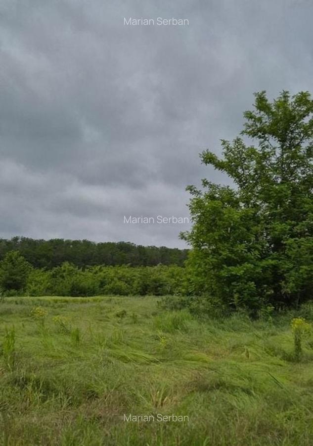 De vanzare - TEREN construcții 700 mp - lizieră - Siliștea Snagovului - 2