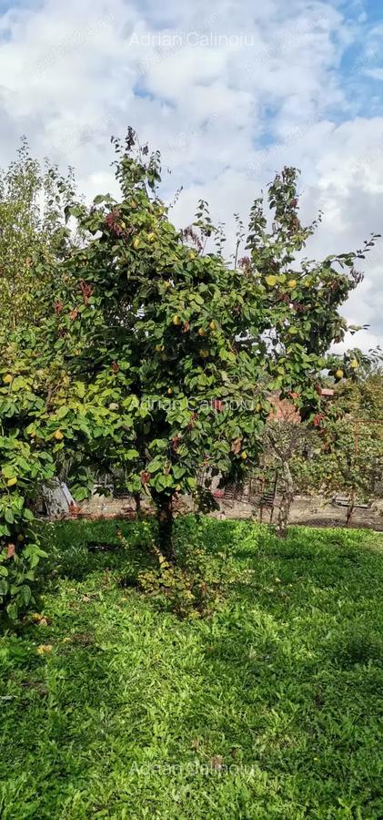 Casa de vanzare - teren 2357 mp in comuna Pietrari - 4