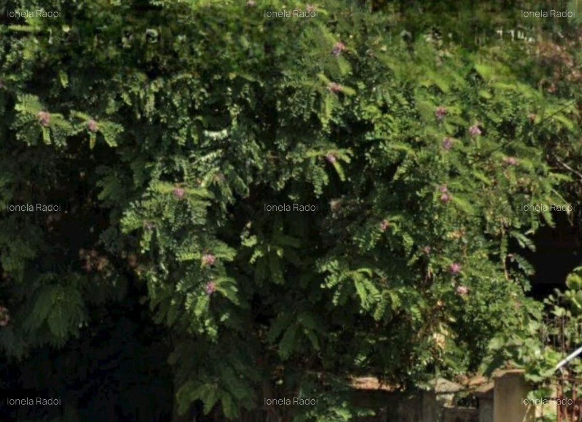 Teren centru Magurele - 3