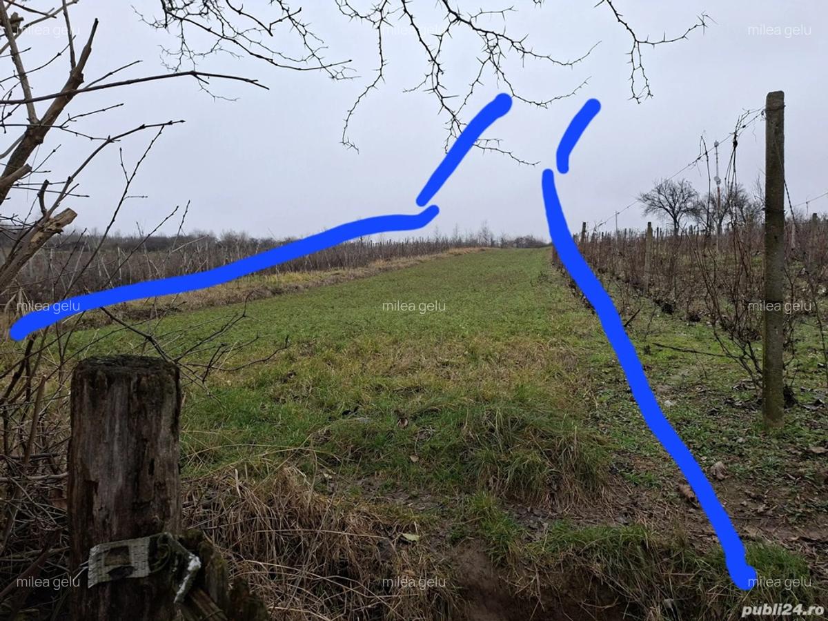 Casa batraneasca de vanzare com. Faraoani jud . Bacau - 4