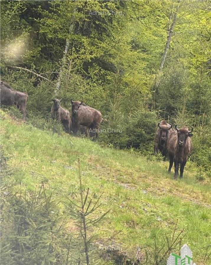 SUPER OPORTUNITATE, DE VANZARE O PROPRIETATE SPECIALA, MUNTE - 7