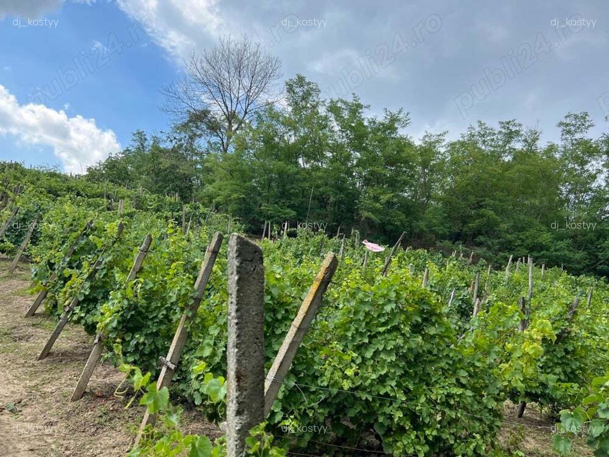 Vand Casa in sat Plopi com. Bunesti-Averesti - 6