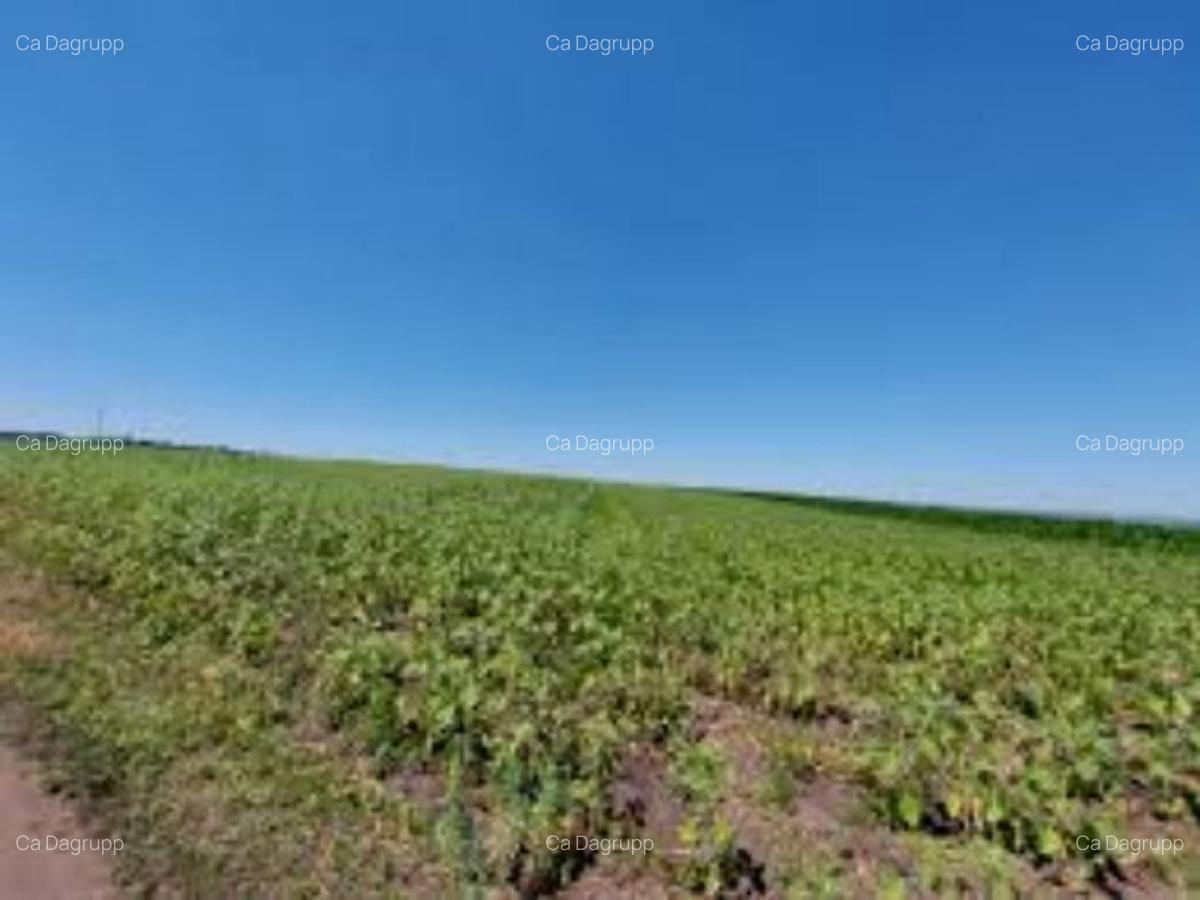 6,2 ha teren agricol la Plesoi judetul Dolj - 1