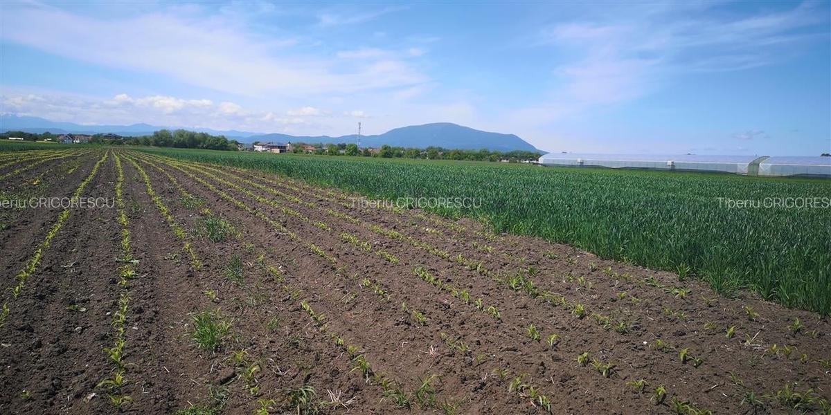 Teren Construcții intravilan de 1693 mp, în Stupini - 1
