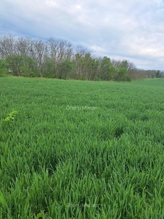 Teren intravilan Frumusani - 3