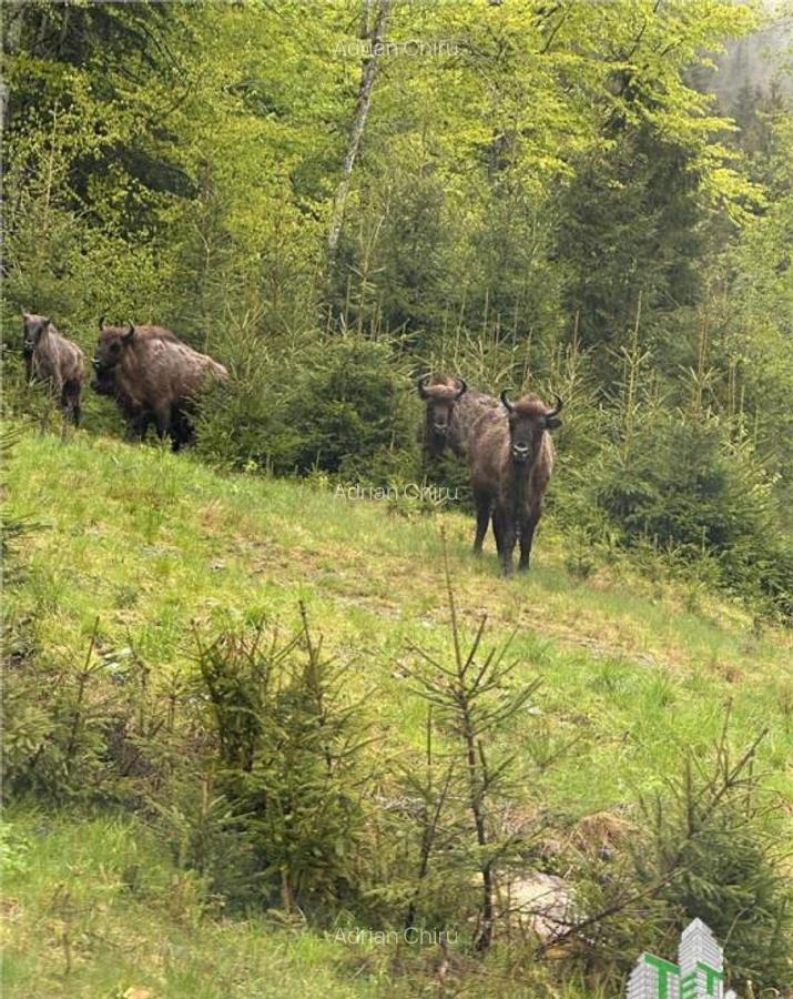 SUPER OPORTUNITATE, DE VANZARE O PROPRIETATE SPECIALA, MUNTE - 8