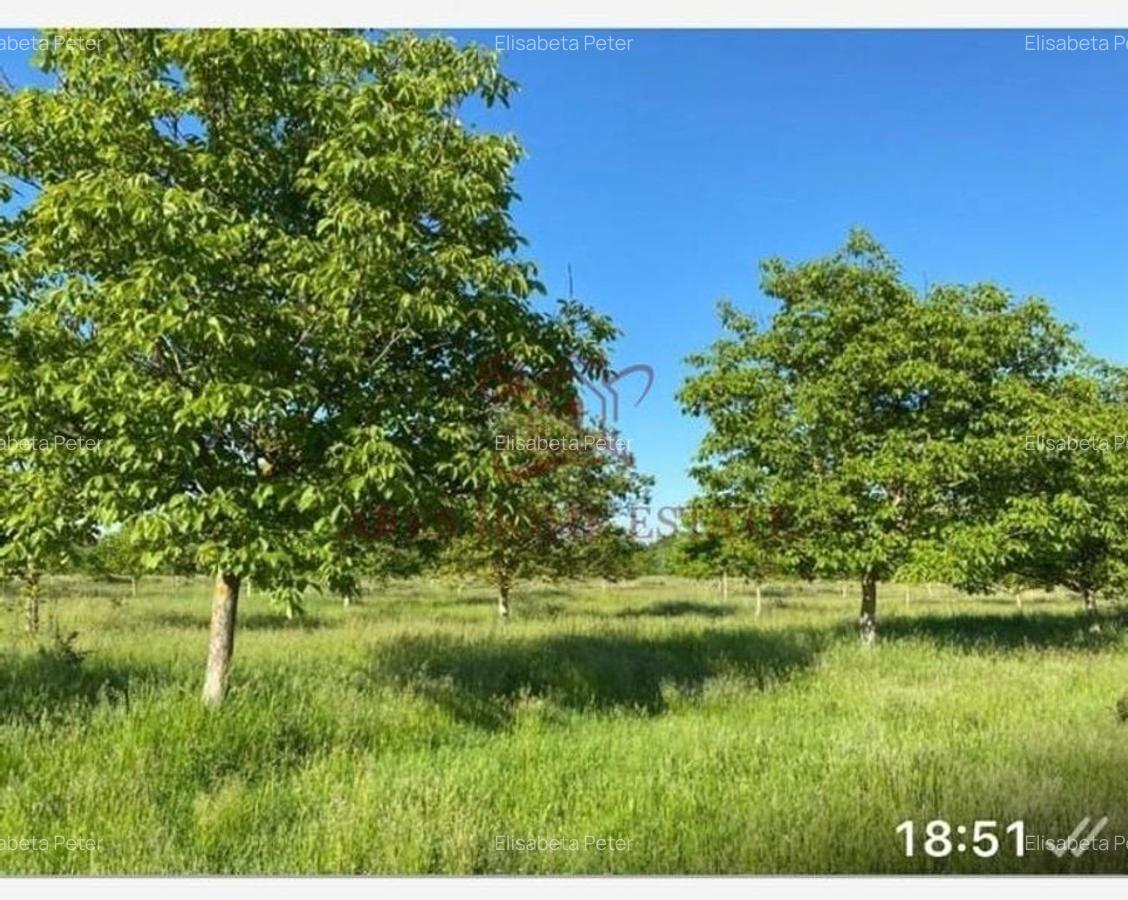 Teren intravilan 641 mp, deschidere 21 m - Str.  Zmeurului - 4