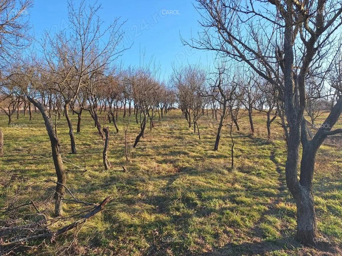 Casa 3 camere Sacadat Bihor - 4