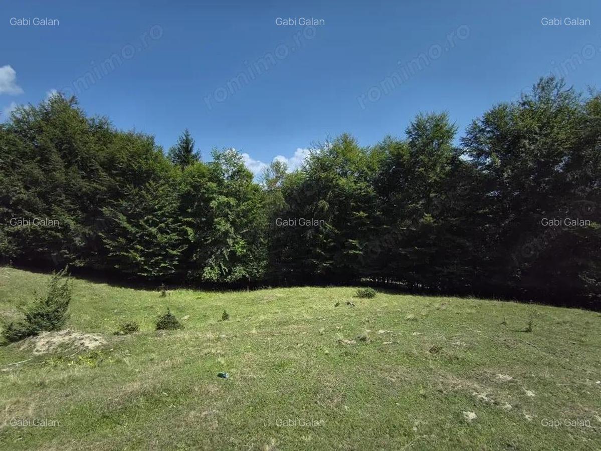 Teren - padure Teliu - Bradet - 5