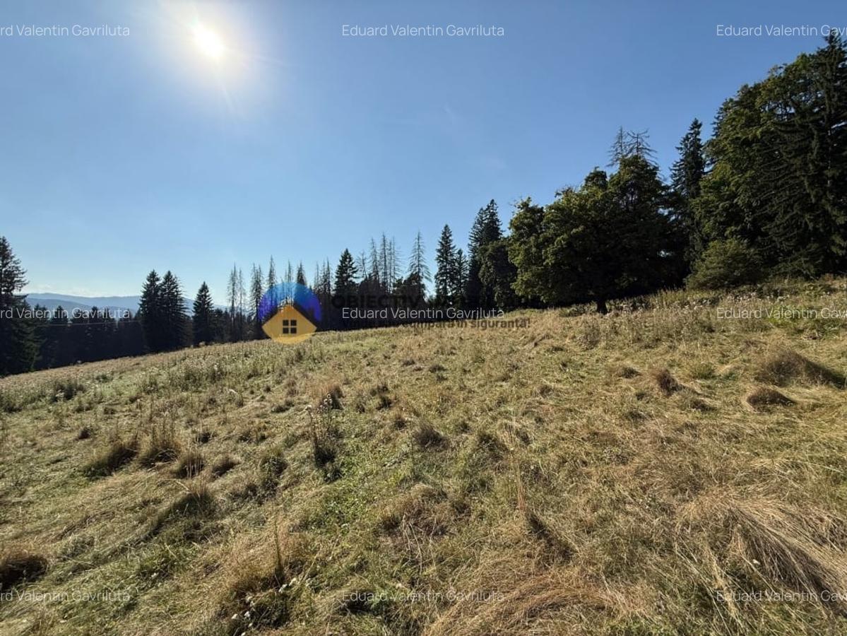 Teren de vanzare 5000 mp - Piatra Neamt - 1