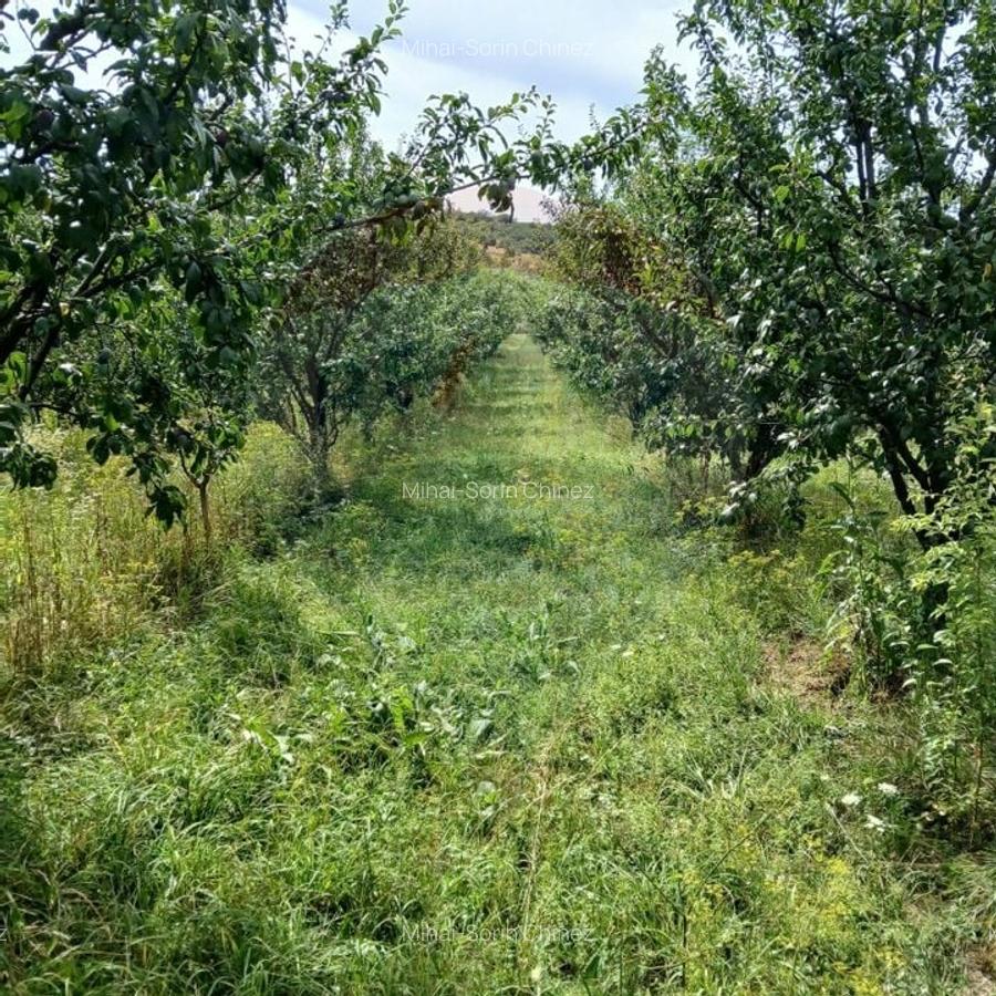 Proprietate speciala de 3,100 mp de vanzare in Maierus - 18
