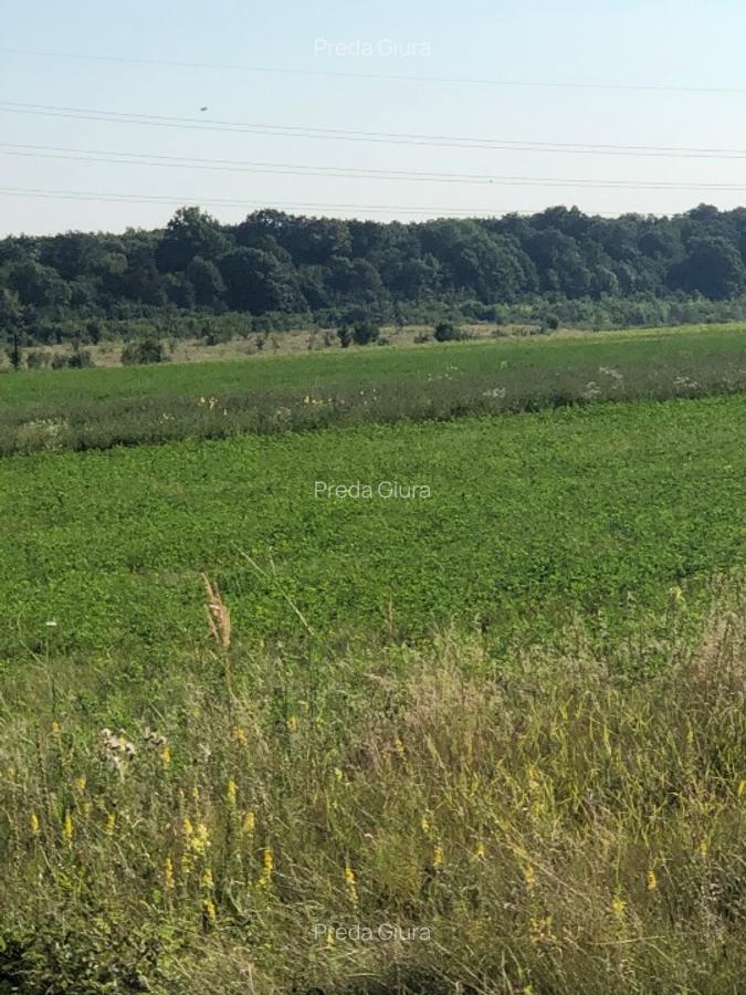 Teren Periș, Ilfov, Padurea Scrovistea - 5