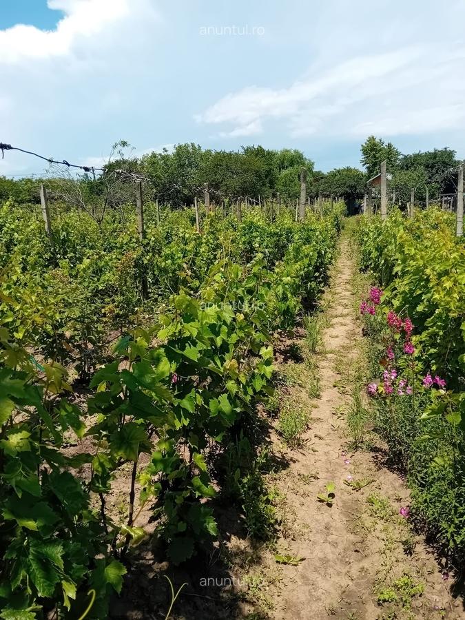 Teren 800mp intravilan in Valea Calugareasca - 1