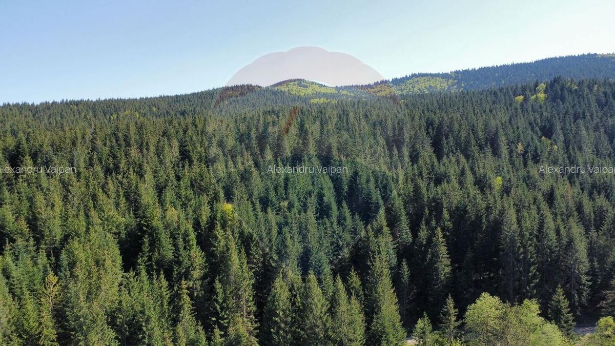 Teren 12,127mp Frasin / Drumul Forestier Valea Seaca - 7