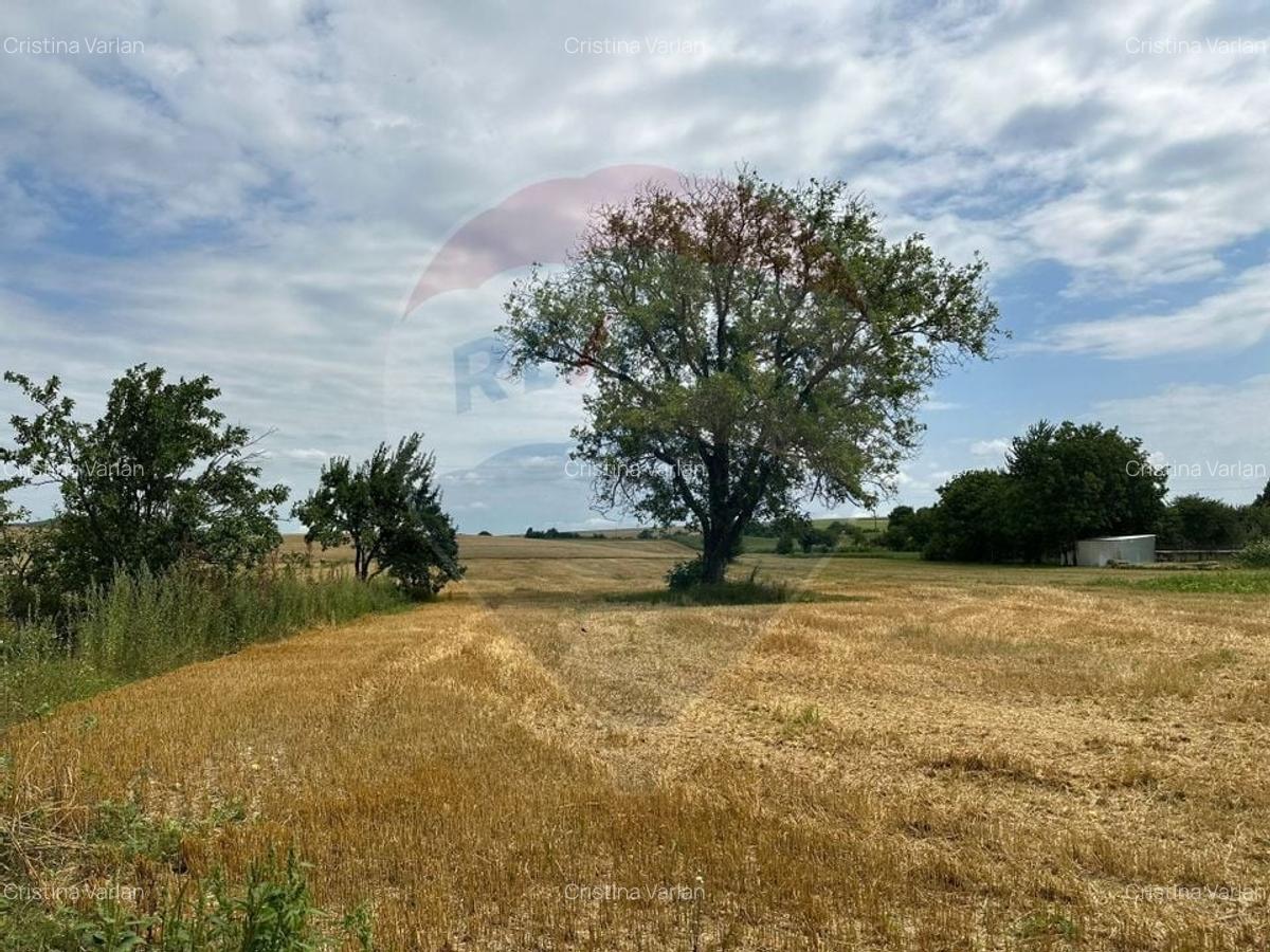 Teren intravilan 4.779 mp + casa si anexe - Girov, Neamt - 14