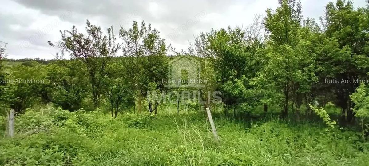 Teren intravilan | Budiu Mic | 994 mp - 3