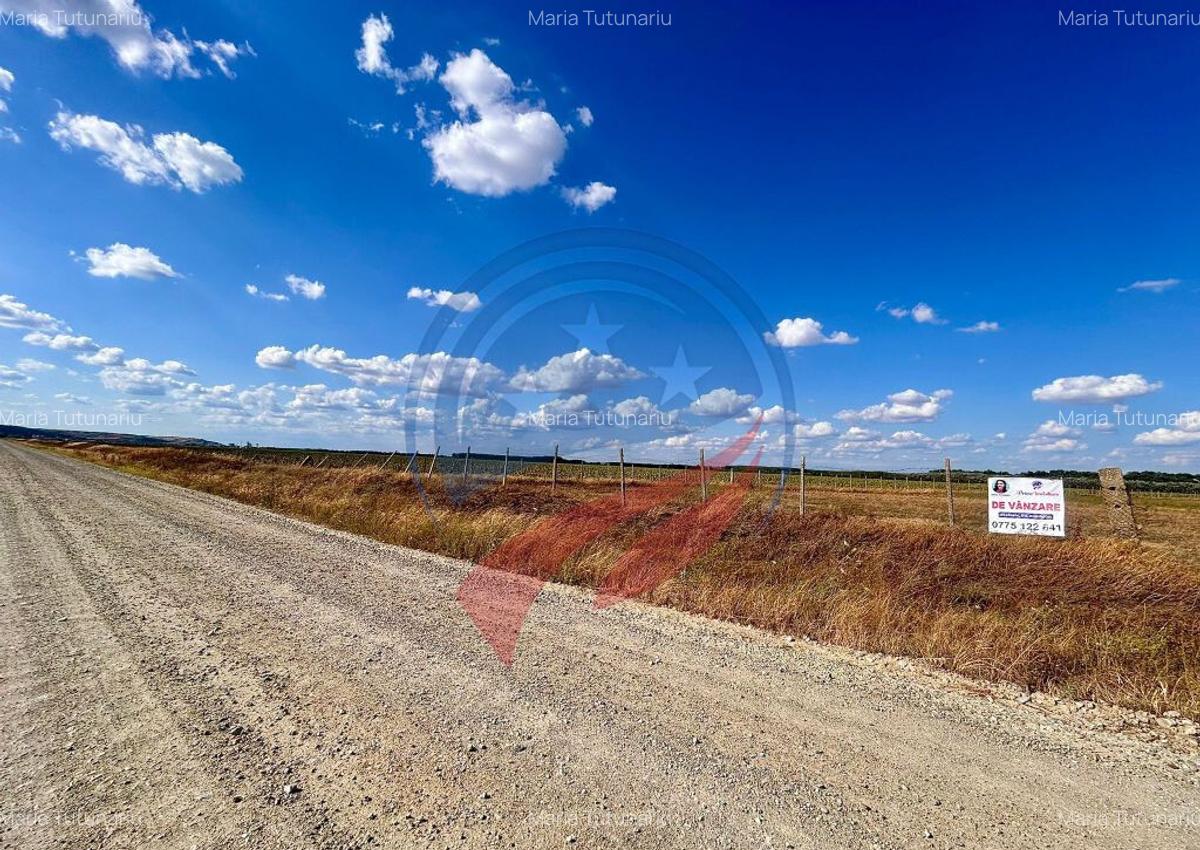 Teren 30.500 mp de vanzare in Livezi, Dolj - 2