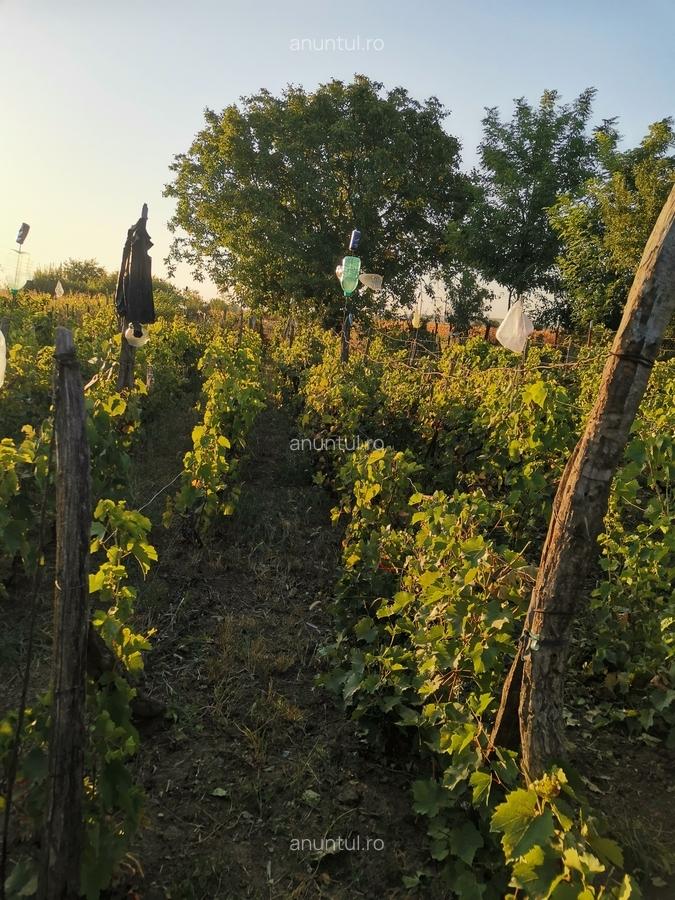 Cosereni, Ialomita - 6