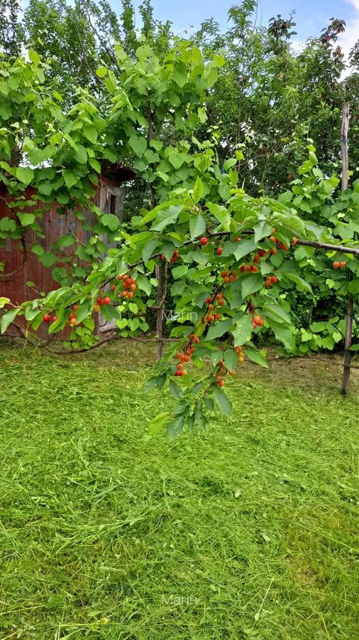 Vand casa Urvi? de Beiu? - 1