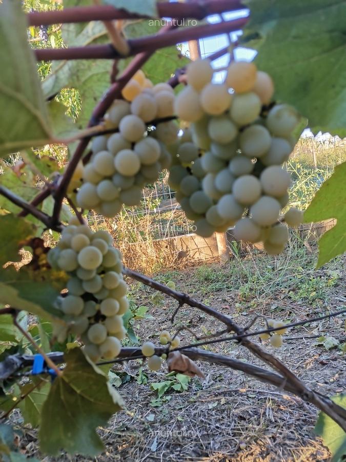 Cosereni, Ialomita - 10