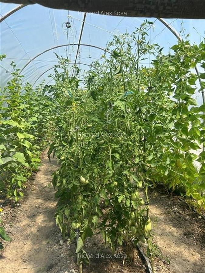 Casă individuală cu 3 camere în Felcheriu - 9