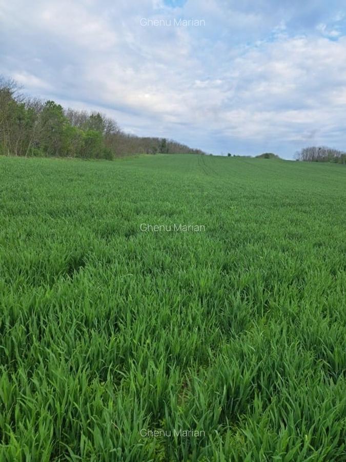 Teren intravilan Frumusani - 4