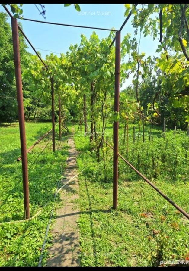 Casa individuala cu teren generos - 7