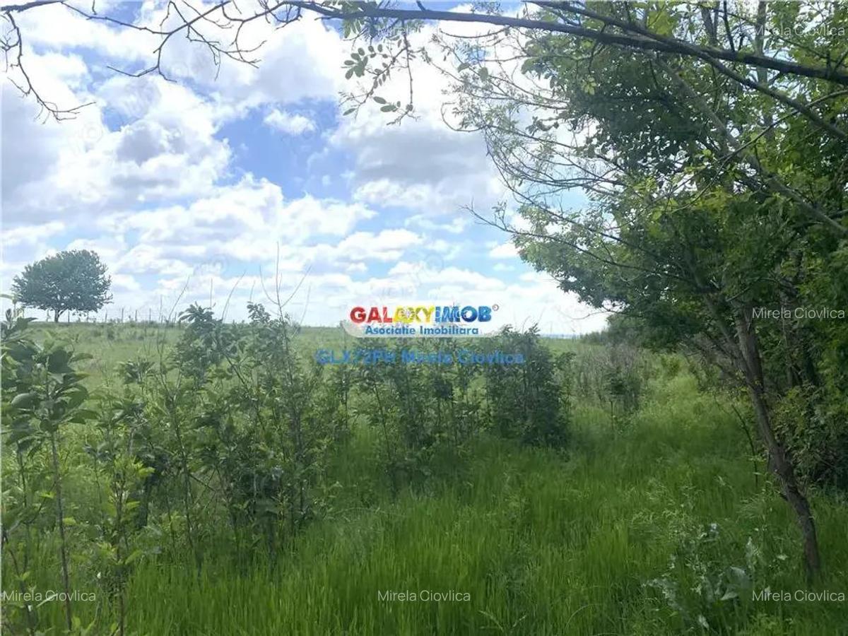 Vanzare teren intravilan Baicoi zona Tintea - 4 Vanzare teren intravilan Baicoi zona Tintea - 4