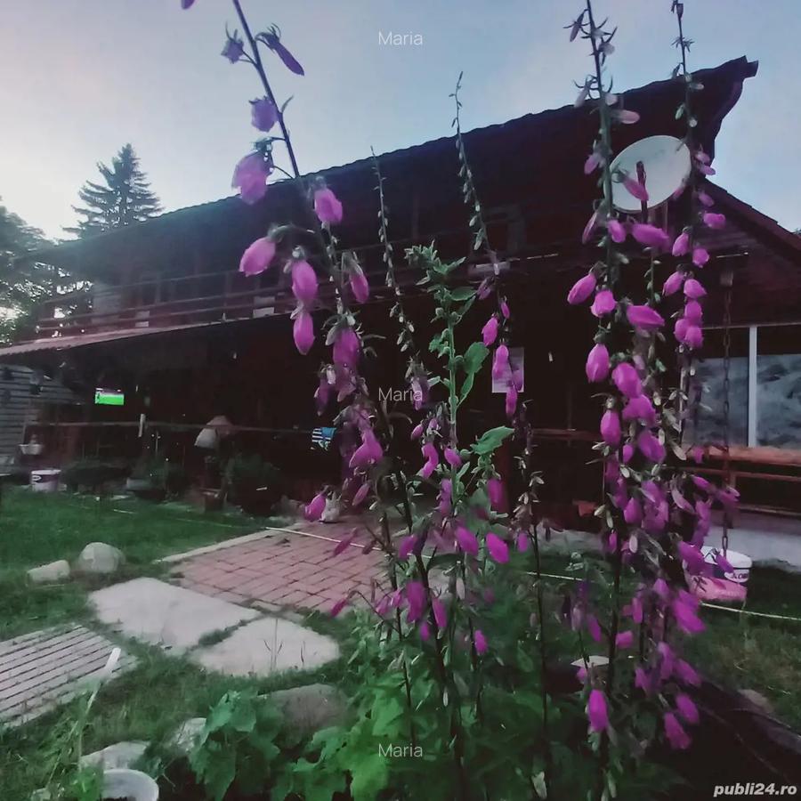 Un colt de paradis in Bucegi - 2